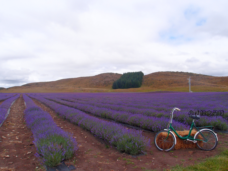 New Zealand Alpine Lavender Farm