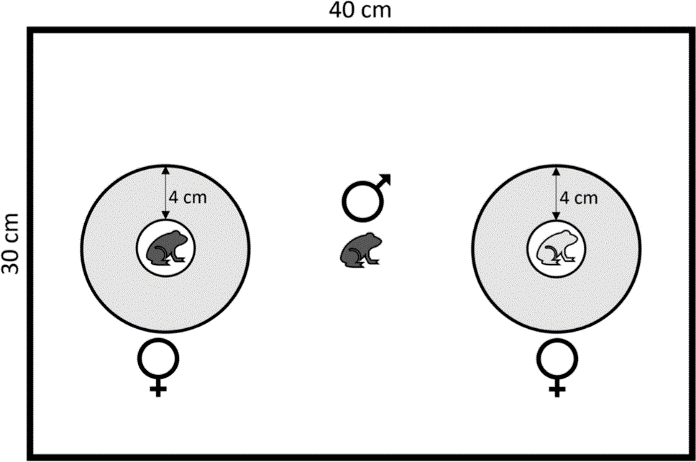實驗空間設置，雌性被放置在透明塑膠圓頂中，以雌性向外4cm作為互動區。圖/SPRINGER LINK