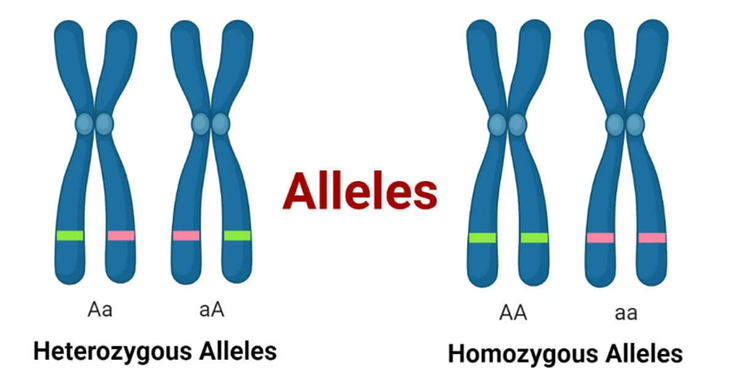 染色體上的等位基因(alleles)控制一個性狀的表現。圖/Microbe Notes