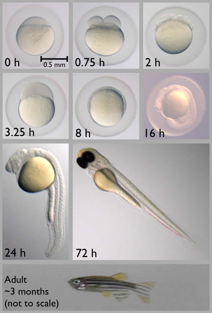 斑馬魚胚胎發育的各個階段，從受精卵到孵化約需2-4天的時間