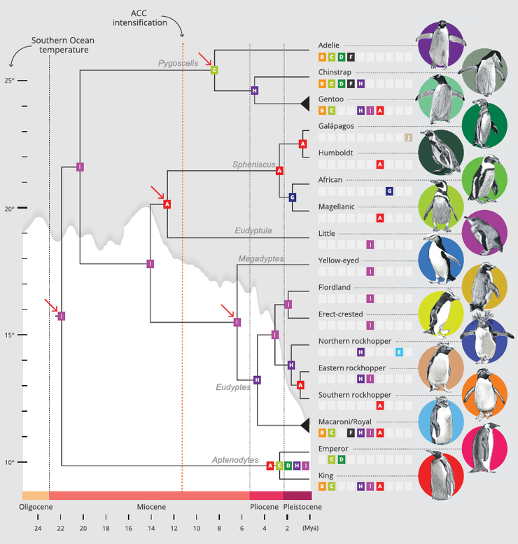 全基因（Genome wide）分析得出企鵝的演化樹。國王企鵝和皇帝企鵝跟大家早早就分開了....