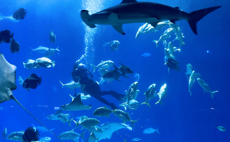 🐠《夜宿海生館》大洋池餵食與解說，拍到路過的鎚頭鯊。｜圖：閒人