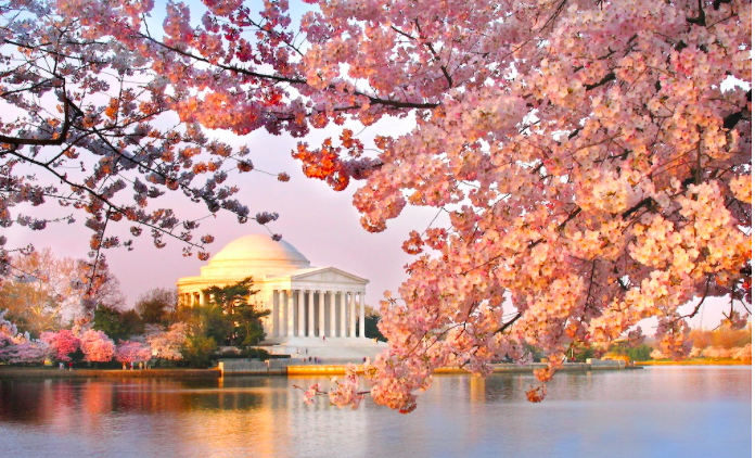 華盛頓特區櫻花節美景。