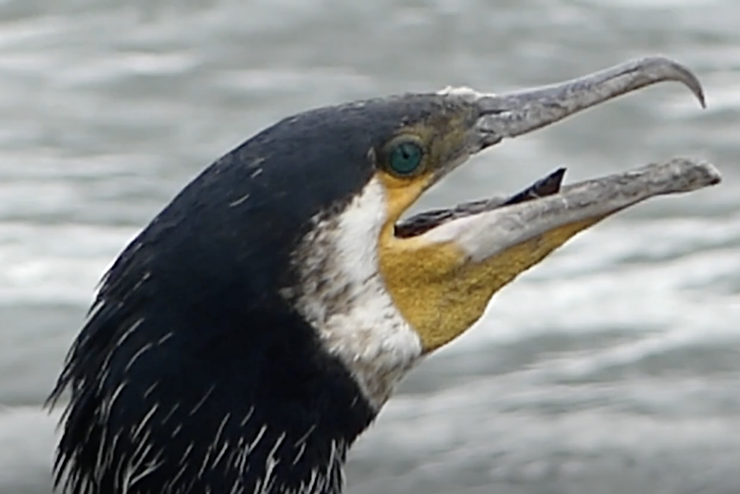 charlesleflamand. (2022, June 6). Great cormorant - Phalacrocorax carbo [Video]. YouTube. https://www.youtube.com/watch?v=BgTYBJP-Dxw
