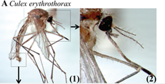 實驗採集到的紅胸庫蚊。其頭部呈現雌性，具有羽狀觸角和短鬚；腹部則為雄性。圖／De La Vega et al., 2020