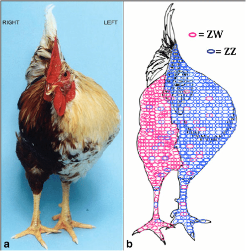 雌雄嵌合體的雞。圖／Clinton et al., 2012