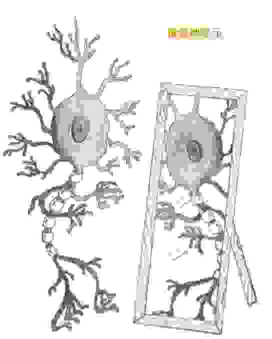 鏡像神經元-Mirror Neuron