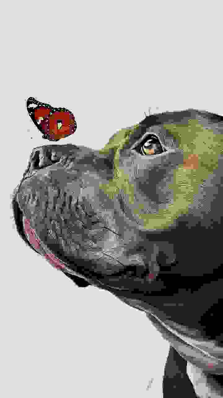 A close-up of a pitbull dog's face, particularly focusing on its eye and snout. A vibrant red butterfly with white markings is perched delicately on the dog's snout. The dog has a deep, contemplative gaze, and its coat appears to be of a dark shade with some lighter patches. The background is plain white, emphasizing the subjects in the foreground., vibrant, painting