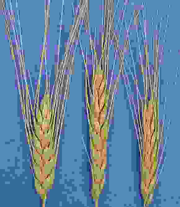 二粒麥的麥穗。圖片取自維基百科