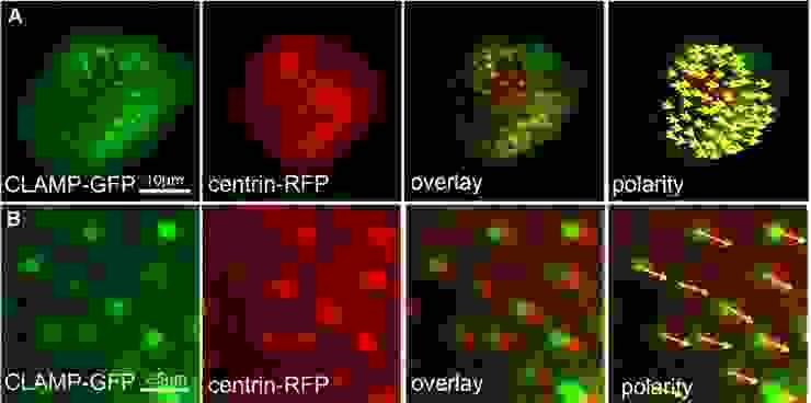 通過CLAMP-GFP和centrin-RFP兩種蛋白標記纖毛的位置，藉由兩種蛋白的相對位置(黃色箭頭)可以觀察到纖毛朝同一方向。圖/參考資料 2，Fig.2
