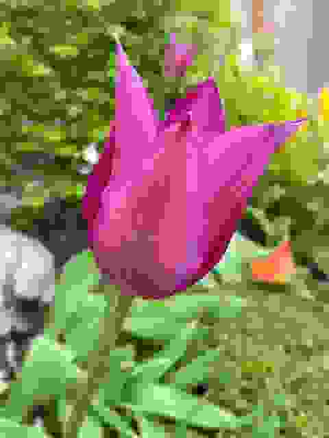 前園的紫色鬱金香，送給各位朋友，祝母親節快樂！