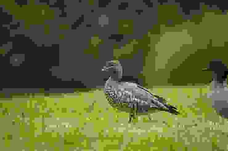 ♀ Maned Duck