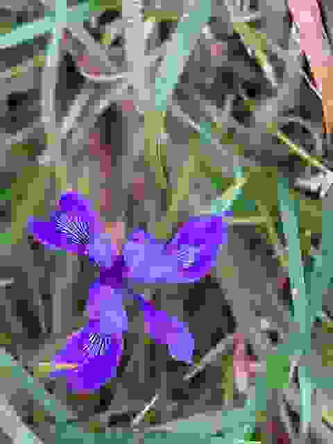 ▲在Tomales Point Trail上有一段路很多鳶尾花，都是紫色的，都長得很矮，離地面很近。