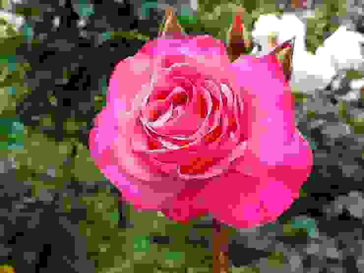 玫瑰園裡約冇250種不同品種