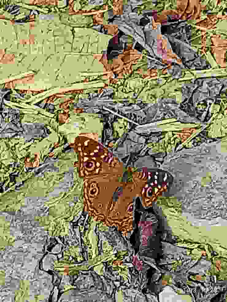 登笠頂山拍攝的蛇目蝶，翼上的眼可嚇走獵食者或欺騙獵食者食翼後還可逃離