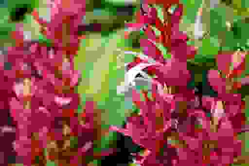 赤苞花（Megaskepasma erythrochlamys Lindau）