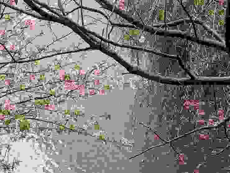 麗池公園櫻花樹