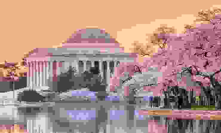 華盛頓特區櫻花季