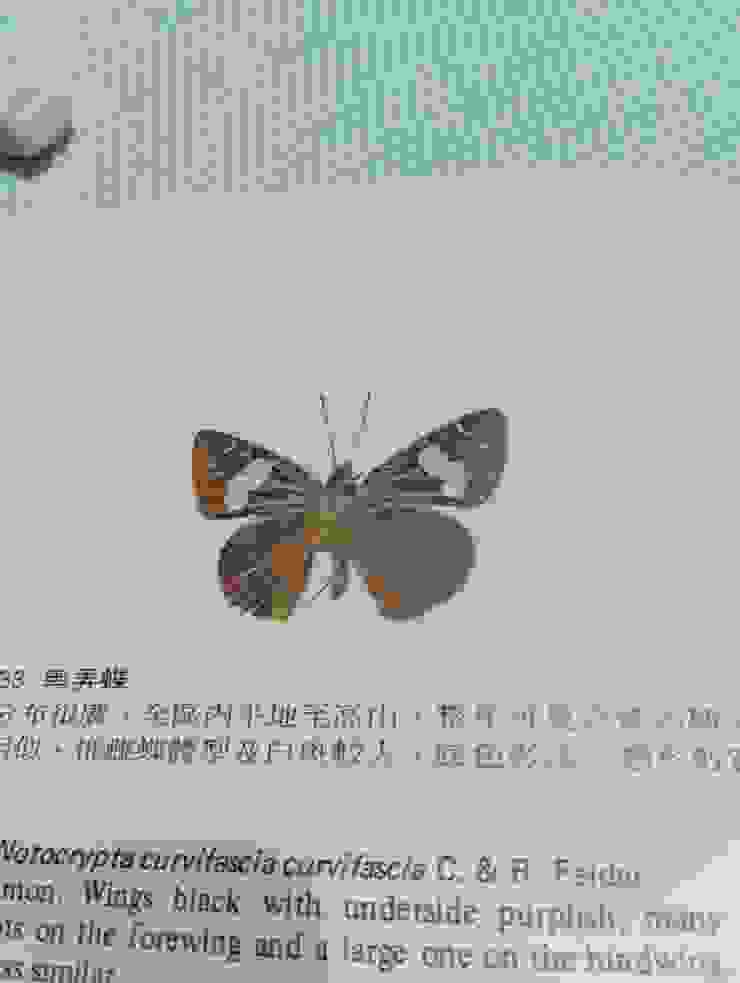 為求證閱書，照片翻拍自陳維壽“台灣的蝴蝶“,豐年叢書，66年版