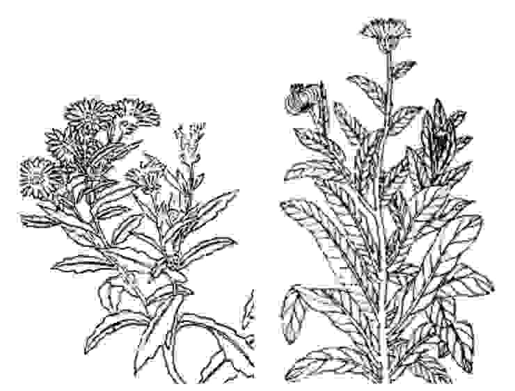 左(清)吳其濬《植物名實圖考》繪製的金盞草；右 (明)朱橚《救荒本草》繪製的金盞兒花 