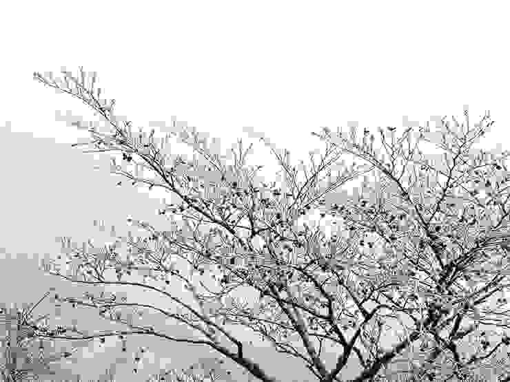 日本大分-由布岳 || 樹梢都是冰呢~好夢幻喔！