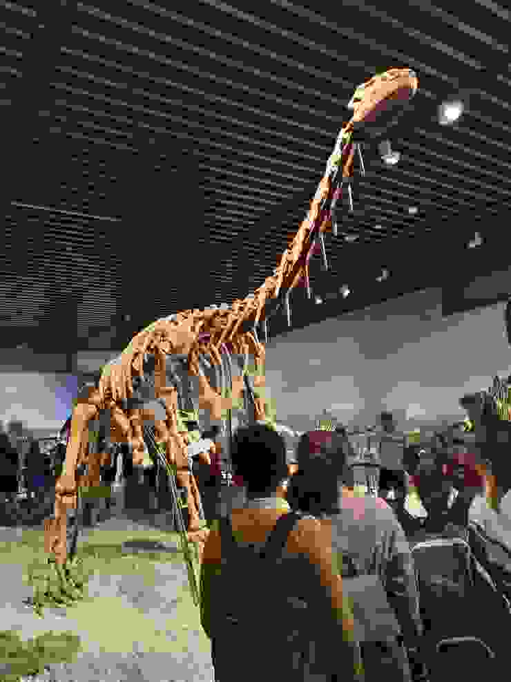 恐龍骨架展示
