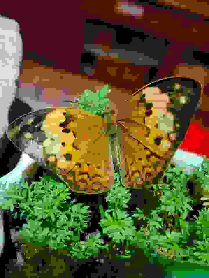 狂野時髦的黑端豹斑蝶