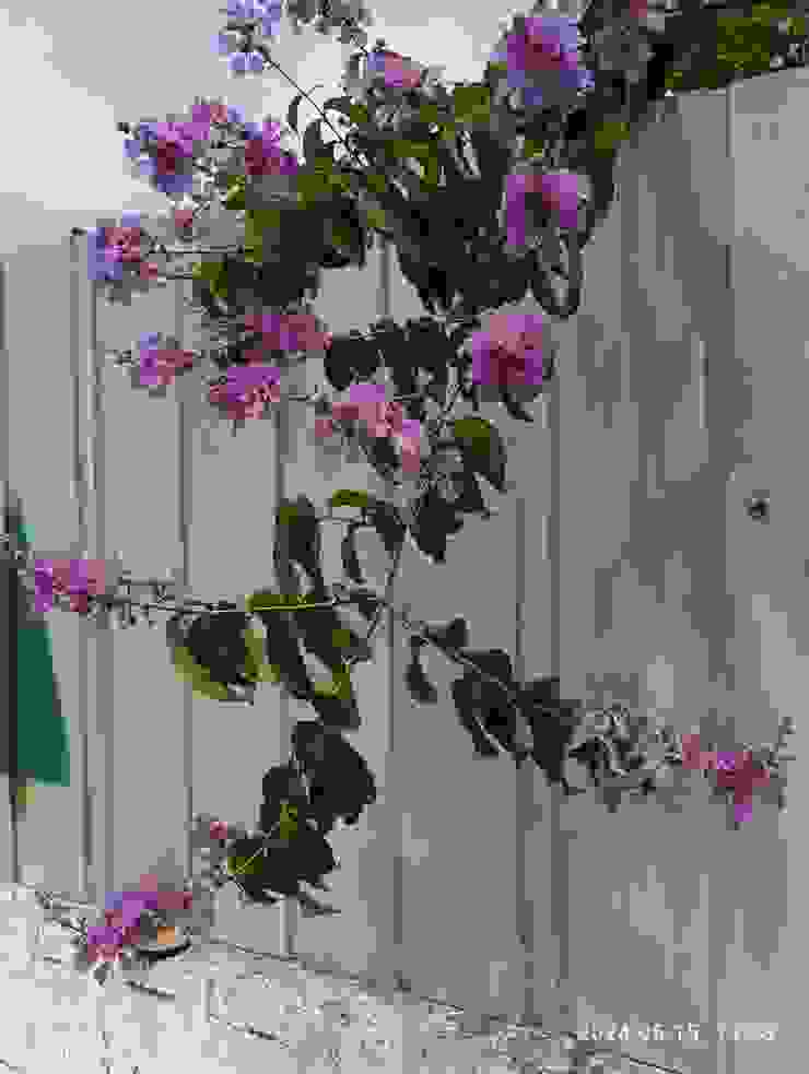 南國大花紫薇今盛開著，出門呀！眼即見，自拍攝