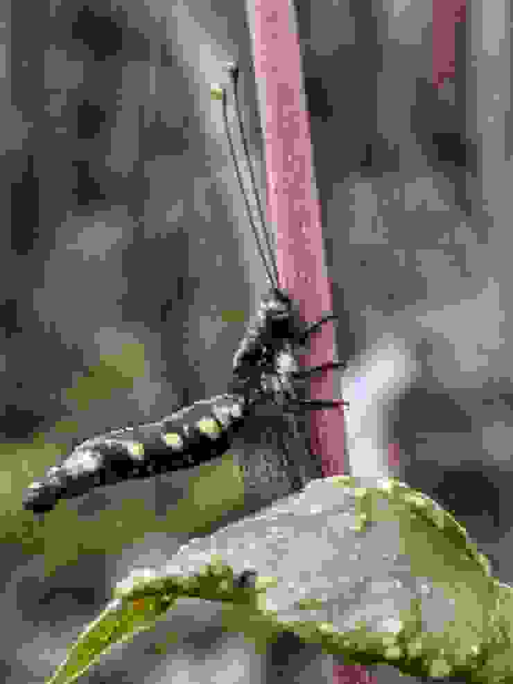 在入口處發現一隻奇怪的生物，有點像蜻蜓，但身體呈現90度垂直狀，一動也不動的掛在樹枝上隨風飄動著。回家查找可能是蝶角蛉。（因為風一直吹拍不好，在這裡停留了15分鐘拍它，結果還是拍得超糊，～😝）
