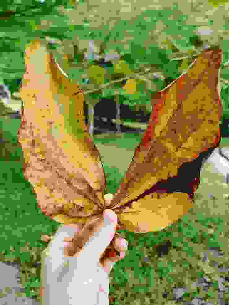 我喜歡這片樹葉，像是一隻美麗的蝴蝶。