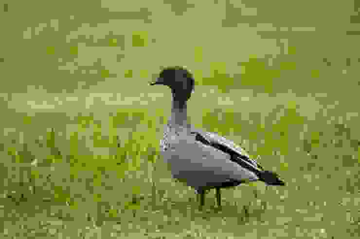 ♂ Maned Duck 