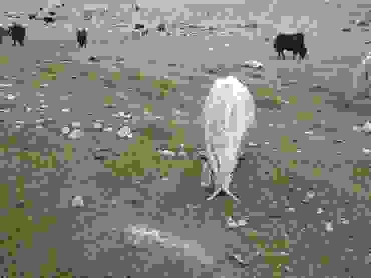 草地上有隻髦牛吻部綁著突出物（交叉狀木條），從游牧人得知，這是年幼的髦牛。當牠們靠近母髦牛時，木條會妨礙牠們靠近乳頭，慢慢地無法喝奶而達到斷奶的目的。