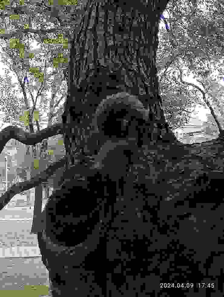 樟樹上的松鼠，自拍攝於屏東總圖旁