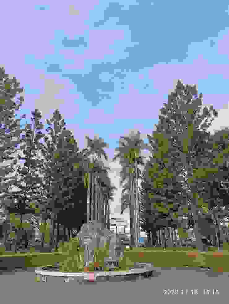 屏東大學大門進入，中為大王椰樹，旁是小葉南洋杉，均高聳入天