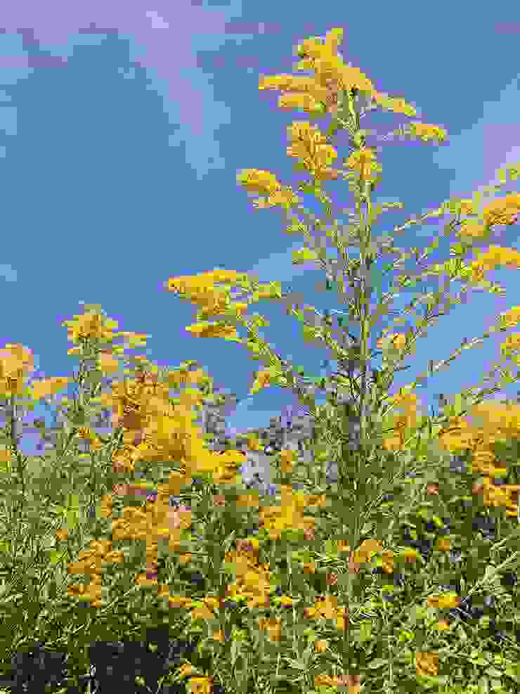 北美一枝黃花。圖片取自維基百科。