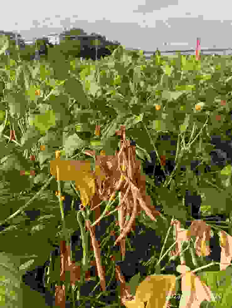 所經萬丹農地幾種植紅豆，漸可收成了