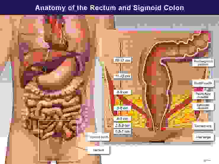 人類肛門→直腸→乙狀結腸的長度示意圖。最上端也就是 標示 15-17cm 處的 Rectosigmoid junction 就是直腸與乙狀結腸的交界處，距離肛門口15-17cm。