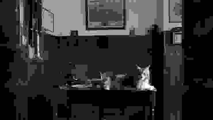 公寓房東所養的貓靜靜地目擊犯罪事件的發生，圖片來源：Netflix