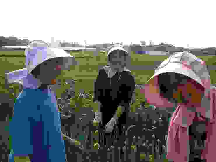 2014年，文嫦、芳子和德賢在參加完研鑽學校後在春日山的社區菜地上參與農務。