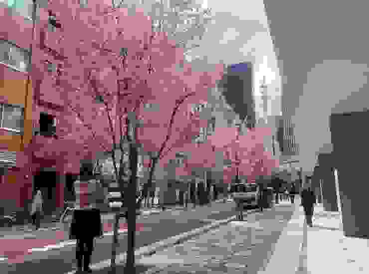 日本橋櫻花沿街盛開