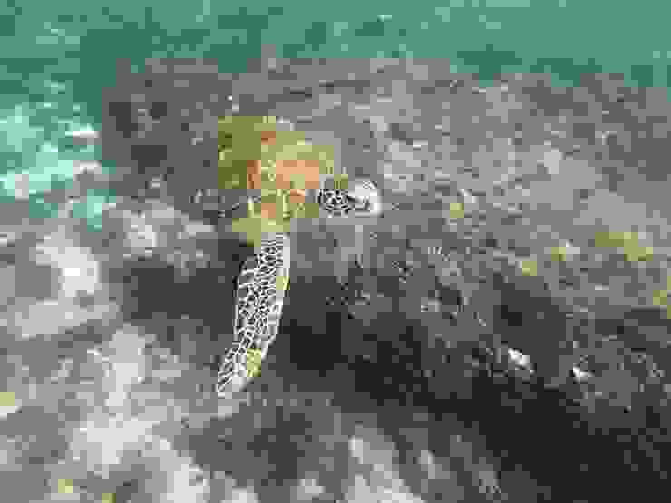 可愛的海龜