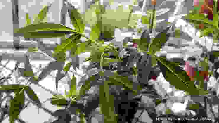 芳香萬壽菊 也是應用性超強的香草