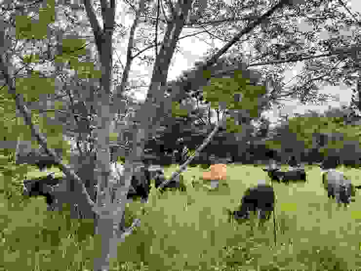 壽豐鄉的牛。作者攝。