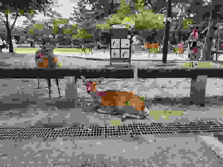 奈良公園的小鹿