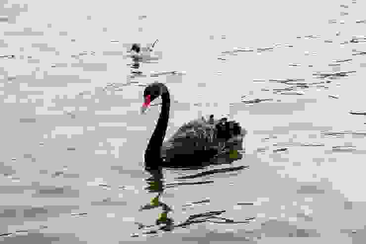 千波湖的黑天鵝