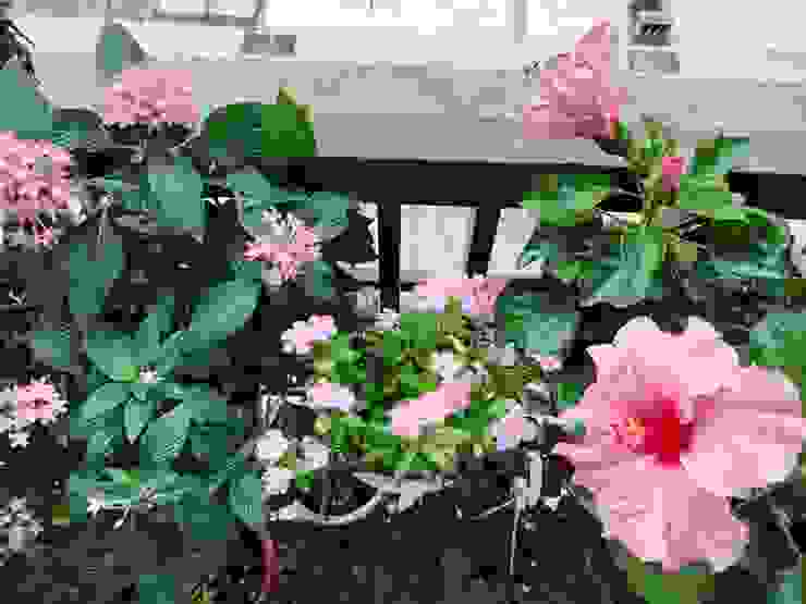 自拍 : 粉紅色角落--繁星花+迷你日日春+朱槿