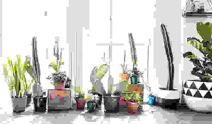 10 款隨便養都活的大型室內植物推薦！ - DECOmyplace 裝潢裝修、室內設計、居家佈置第一站