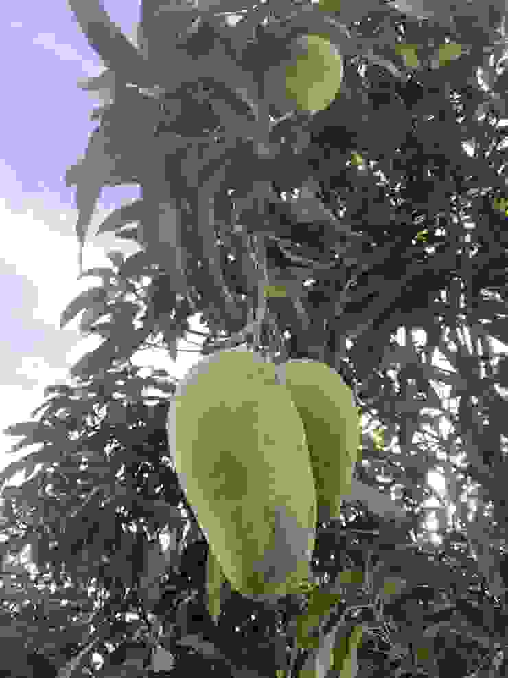 你看到的是芒果🥭樹，是的，就是芒果還沒有熟的🥭果樹