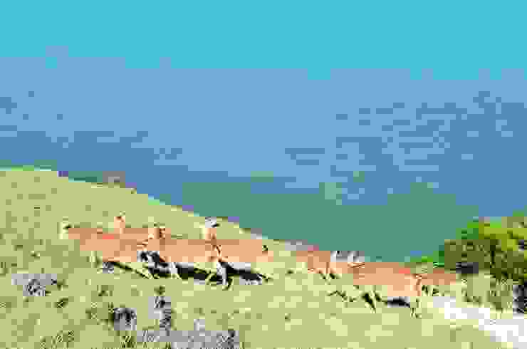 海邊的梅花鹿-大坵