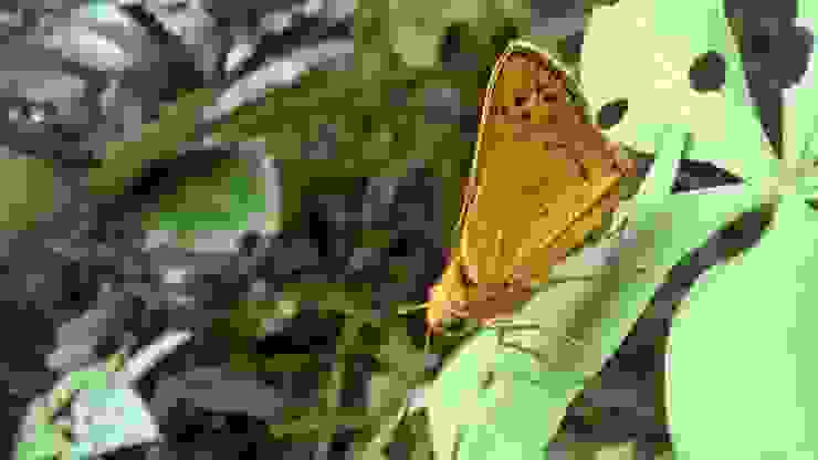 我在十八尖山用inaturalist記錄到的物種──「埔里紅弄蝶」